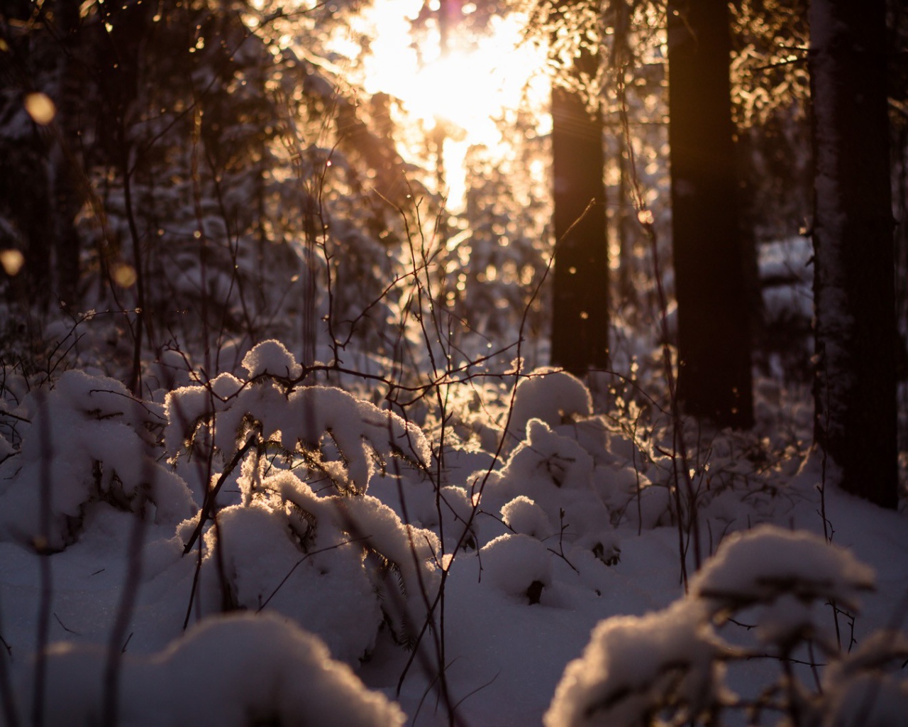 Закат в заснеженном лесу