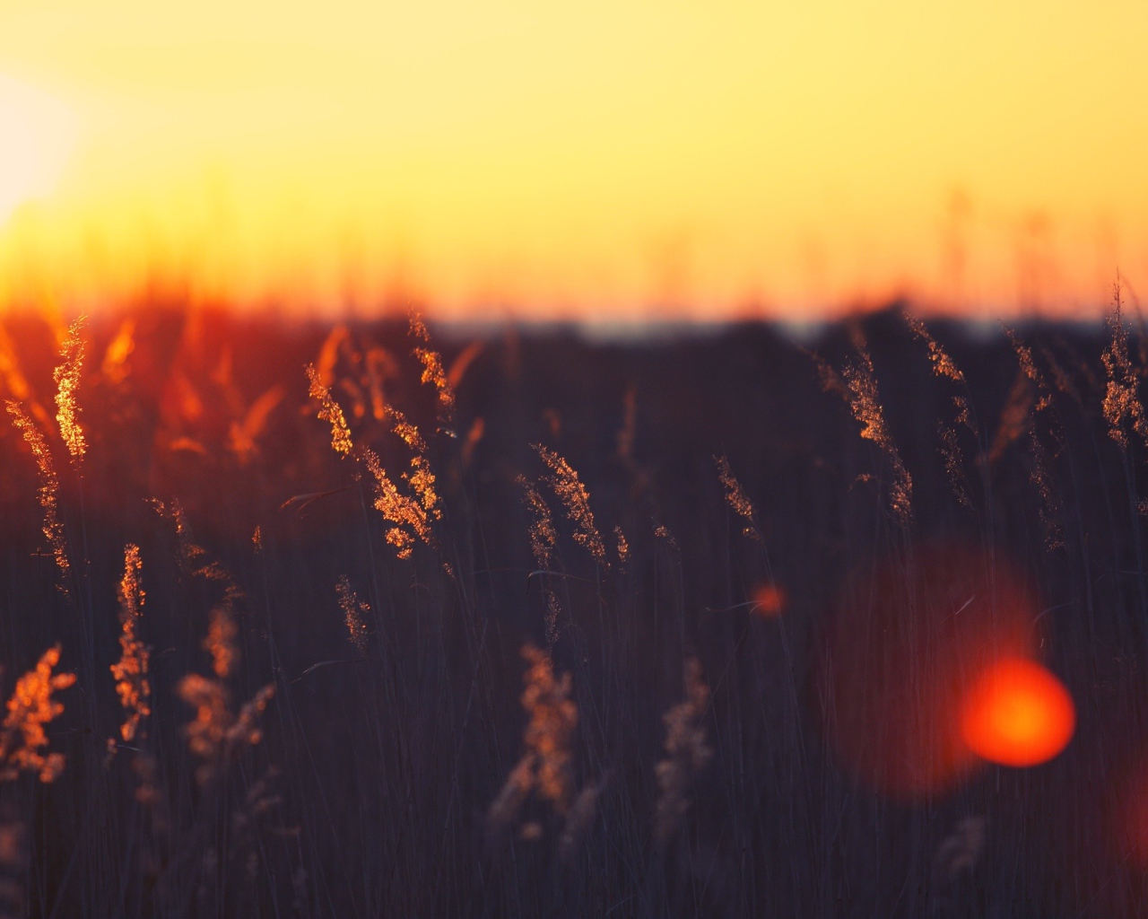 Закат над пшеничным полем