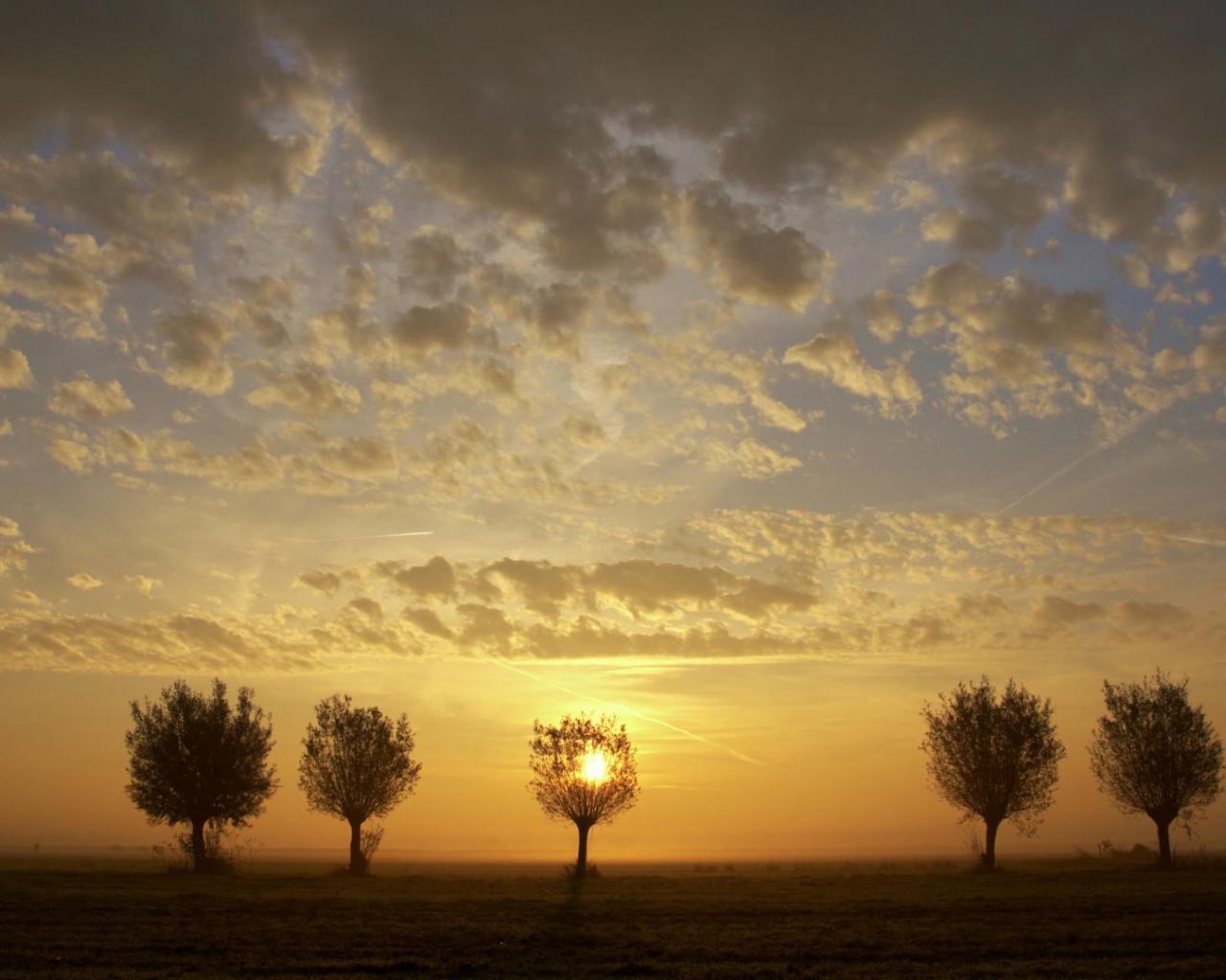 Закат за деревьями