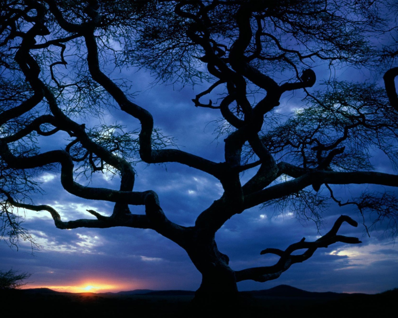 Силуэт дерева на закате