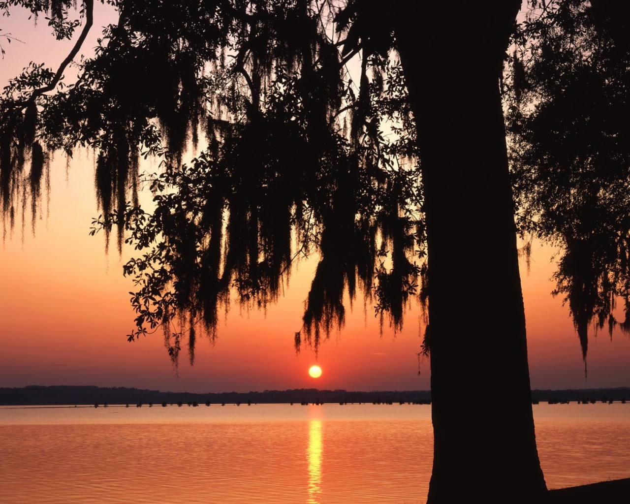 Темное дерево на фоне заката