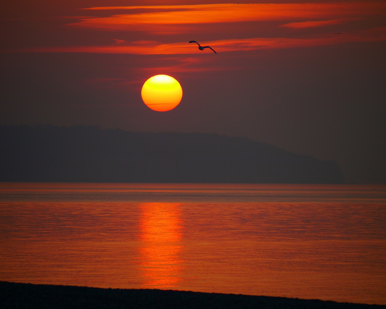 Закат над морем с птицей