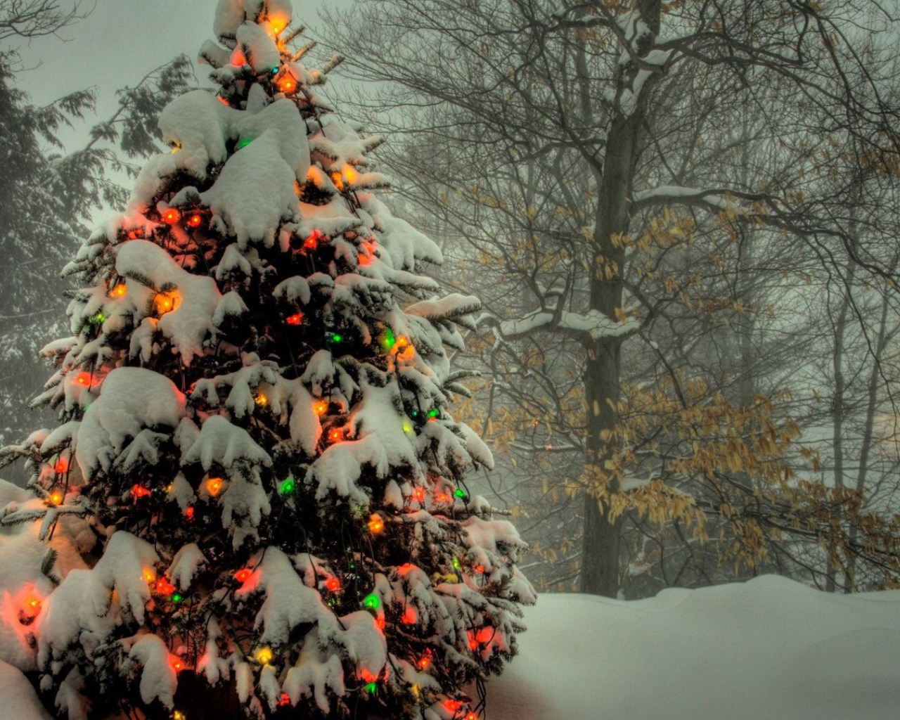 Новогодняя елка в лесу 2014 год