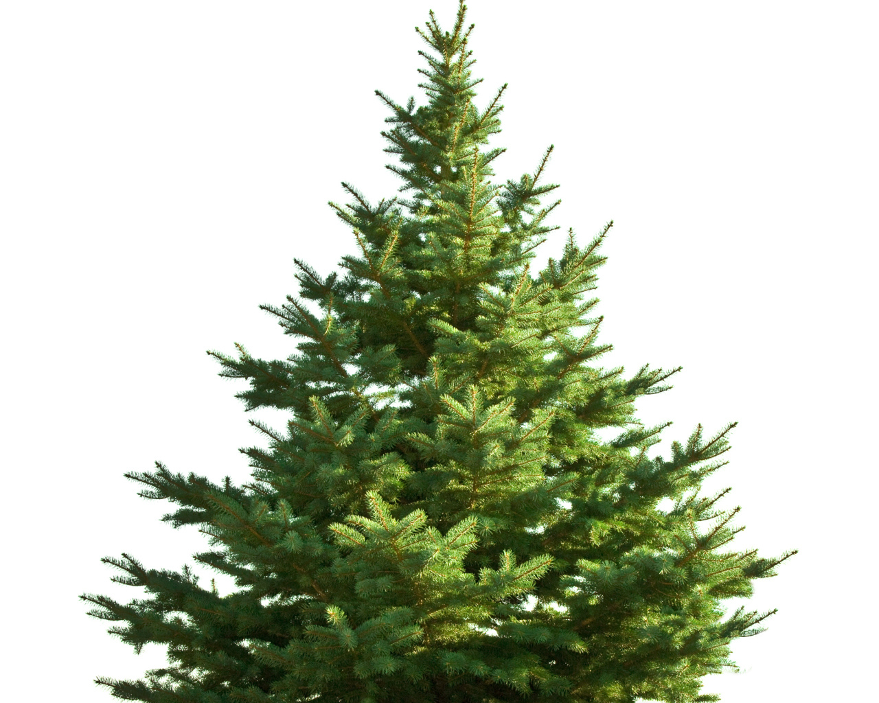 Новогодняя елка без украшений