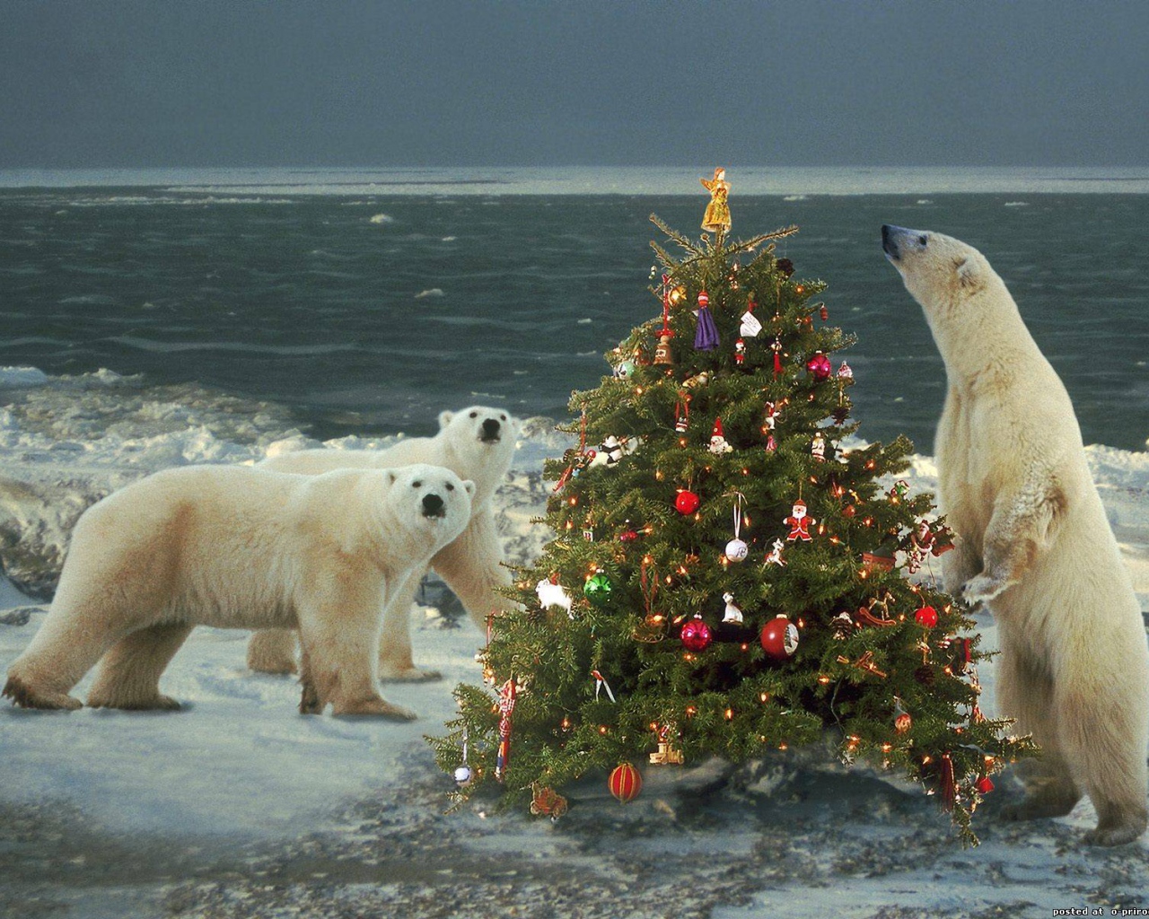 Белые медведи празднуют Новый Год