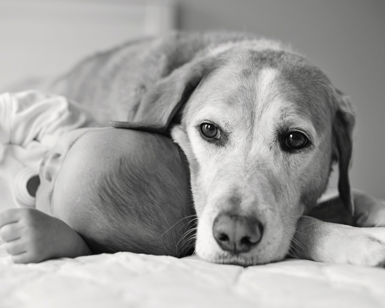 Собака спит с ребенком