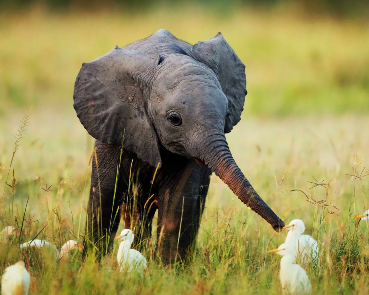 Слоненок и птенцы