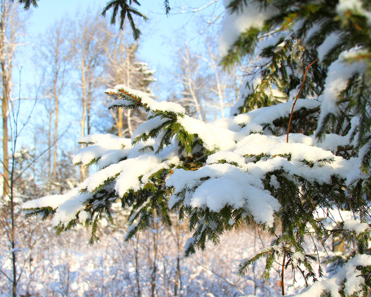 Заснеженная ёлка в зимнем лесу