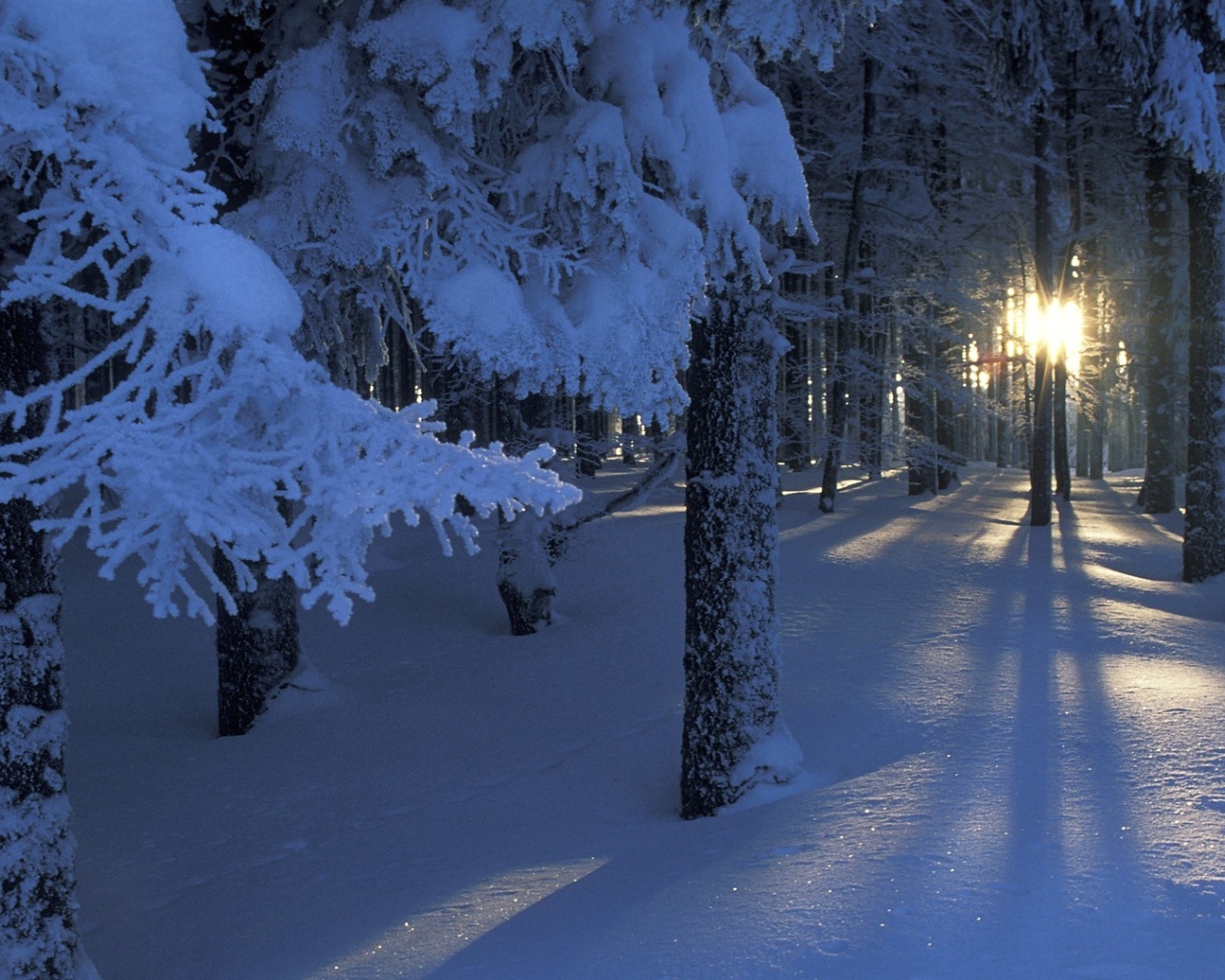 The sun is shining through the trees in the winter forest