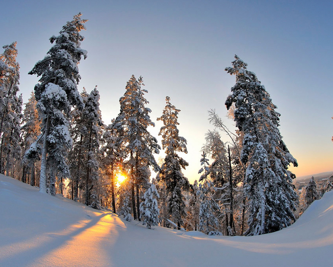 Trees under heavy snow in winter forest