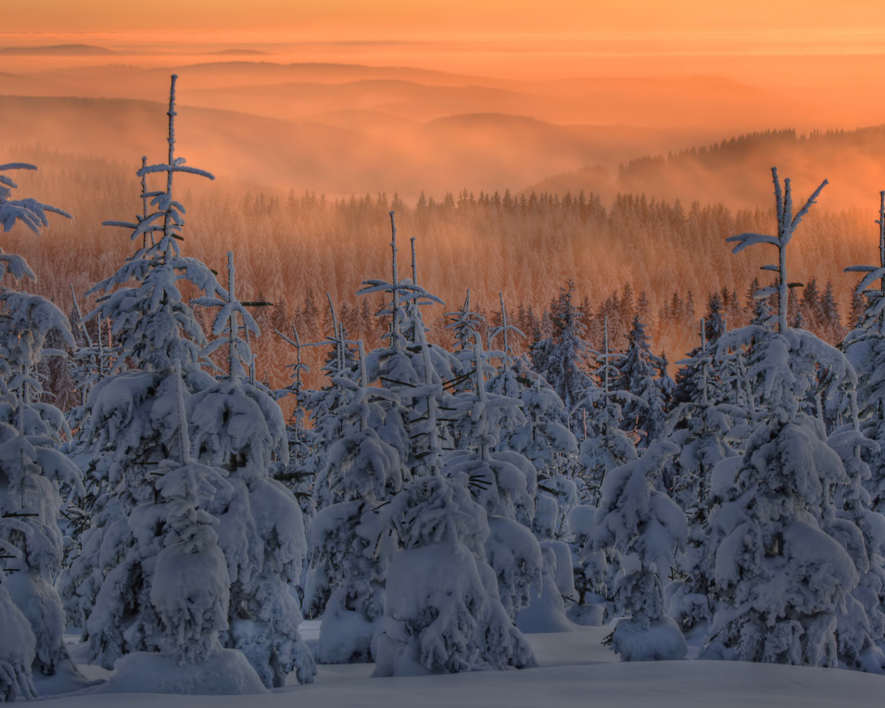 Зимний лес на фоне заката