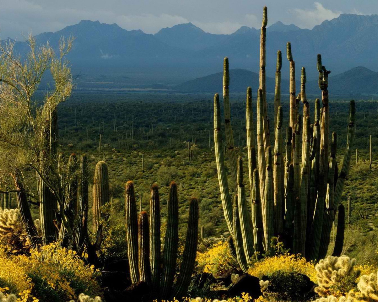 Пейзаж штата Аризона