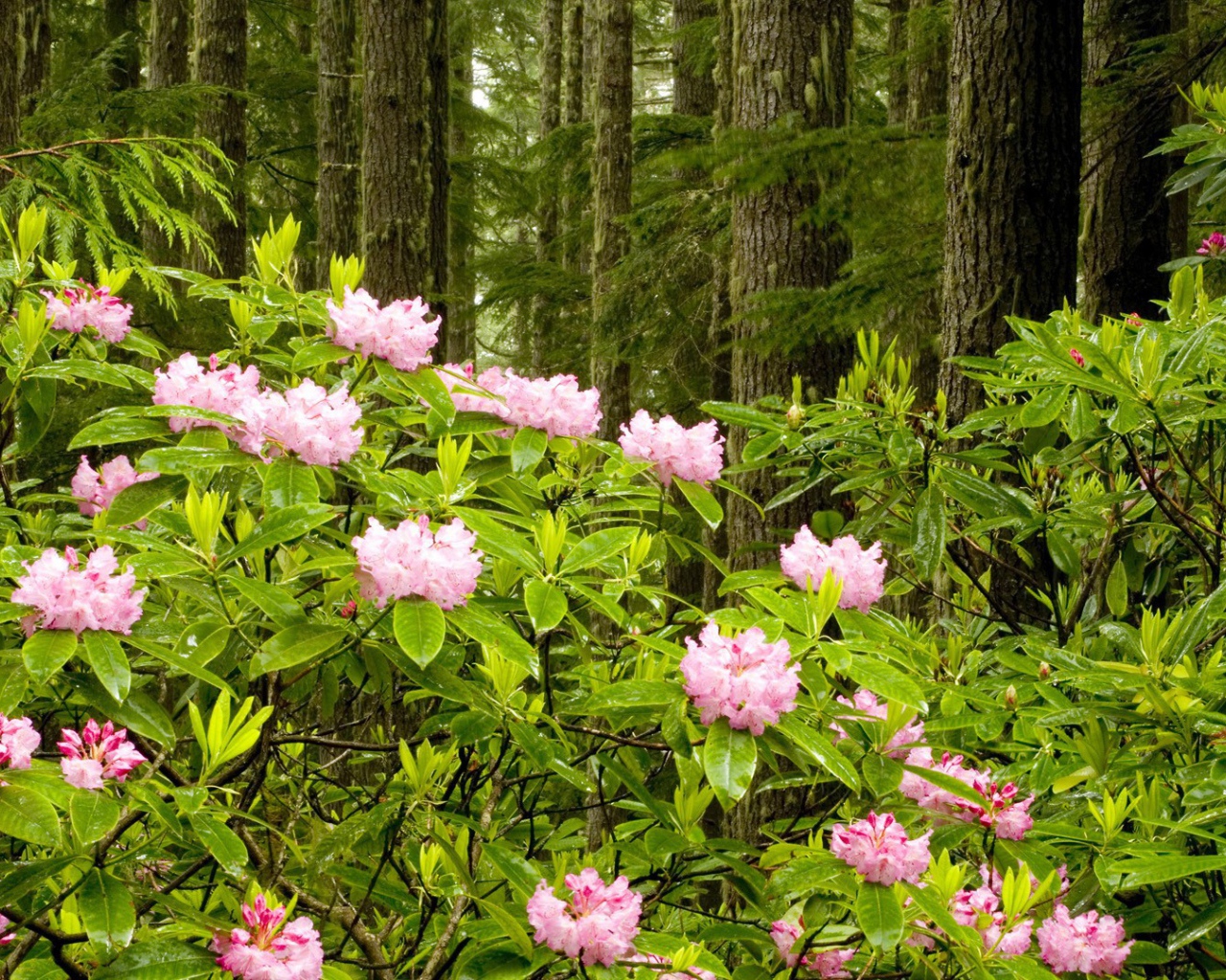 Парк в штате Вашингтон