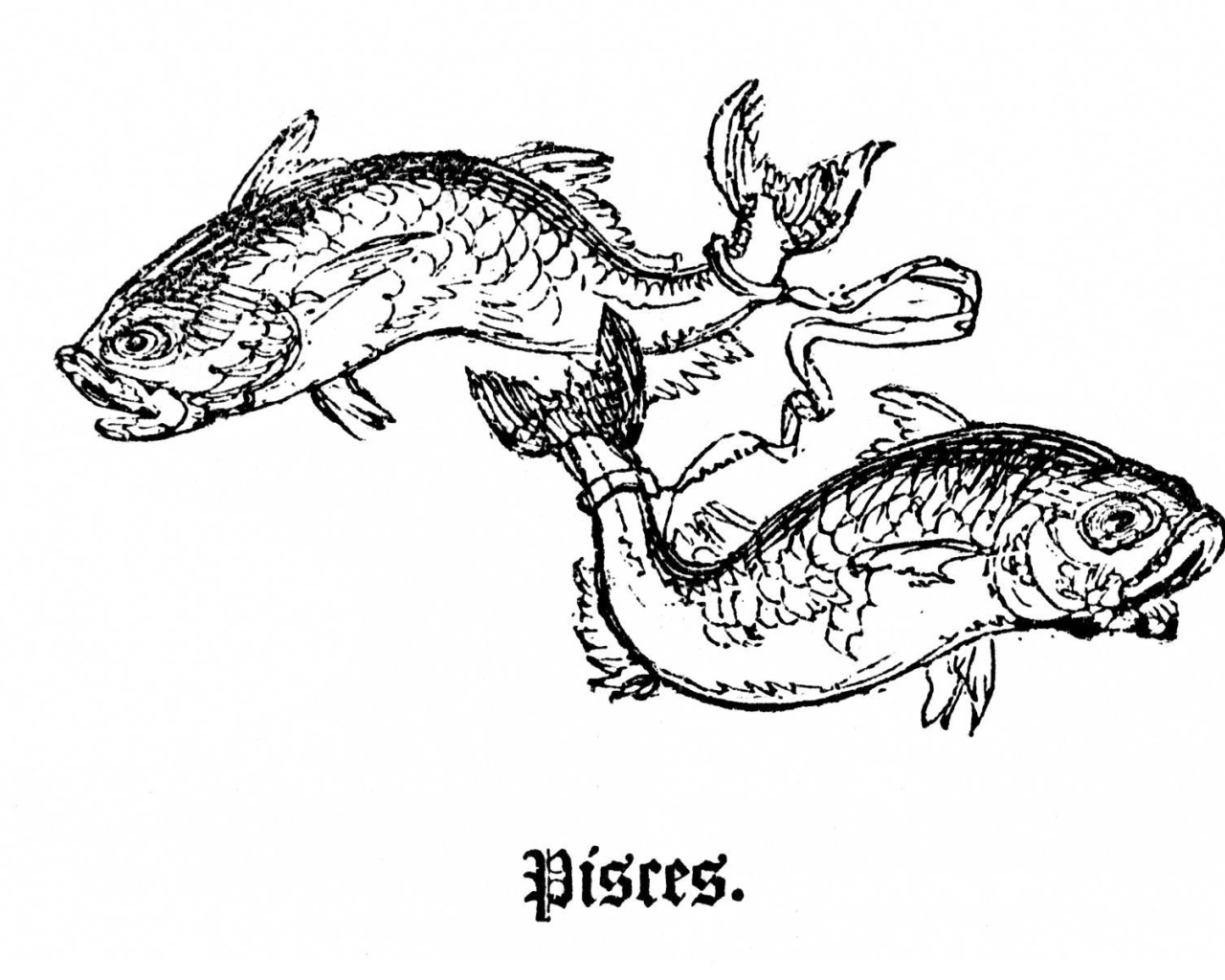 Рыбы на белом фоне