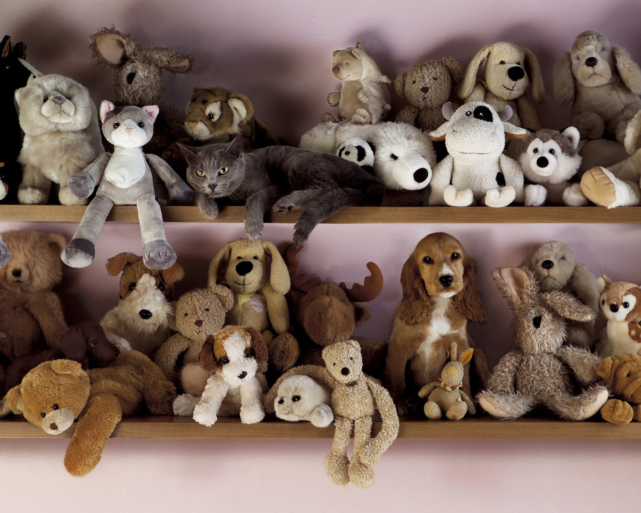 Найди кота среди детских игрушек