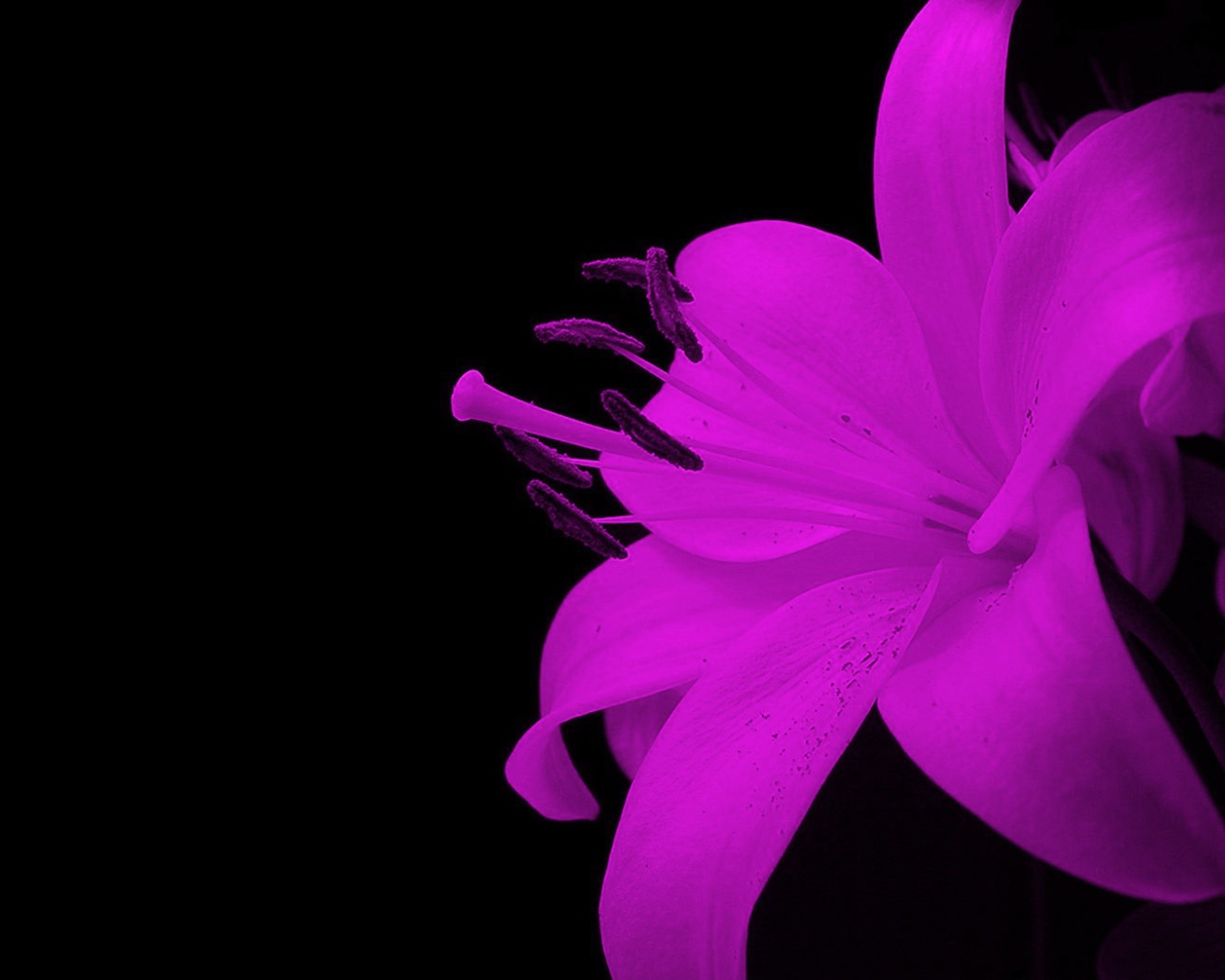 Эффектный цветок