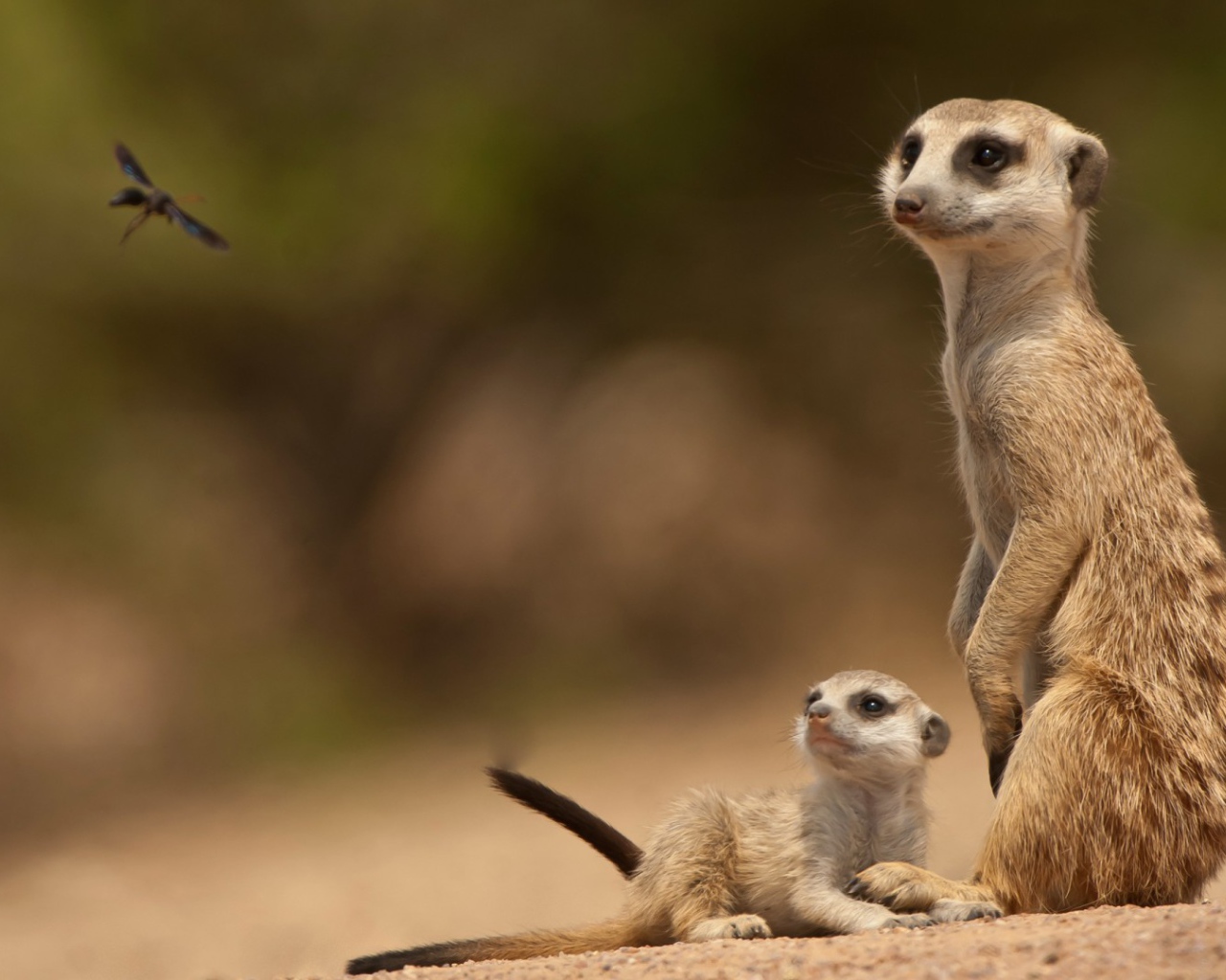 Парочка сурикатов