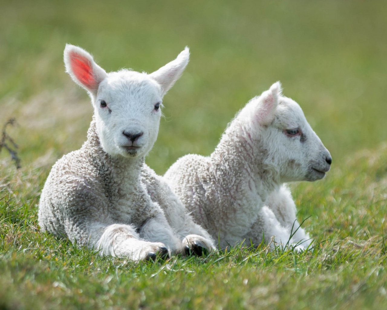 Пара маленьких ягнят