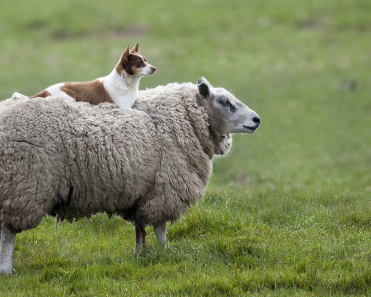 Собака на овце