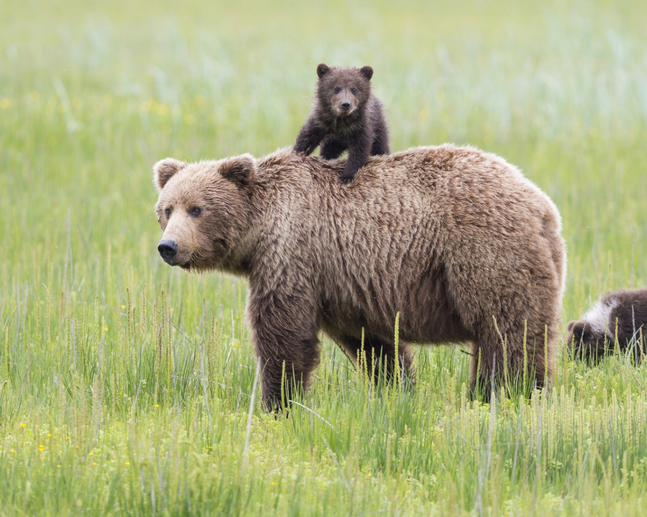 Mедведица и медвежонок на траве