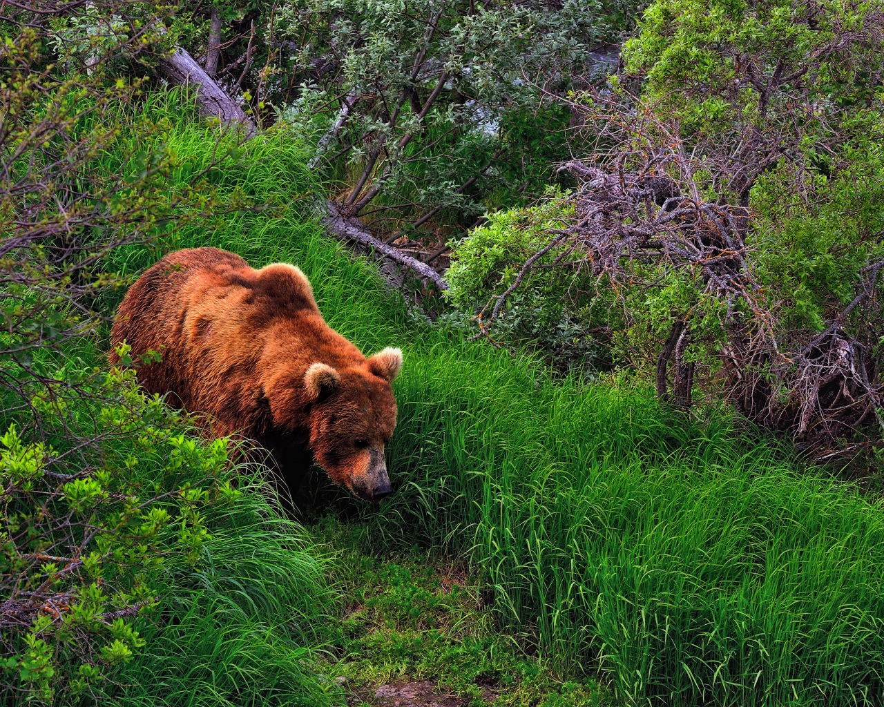 Медведь в лесу