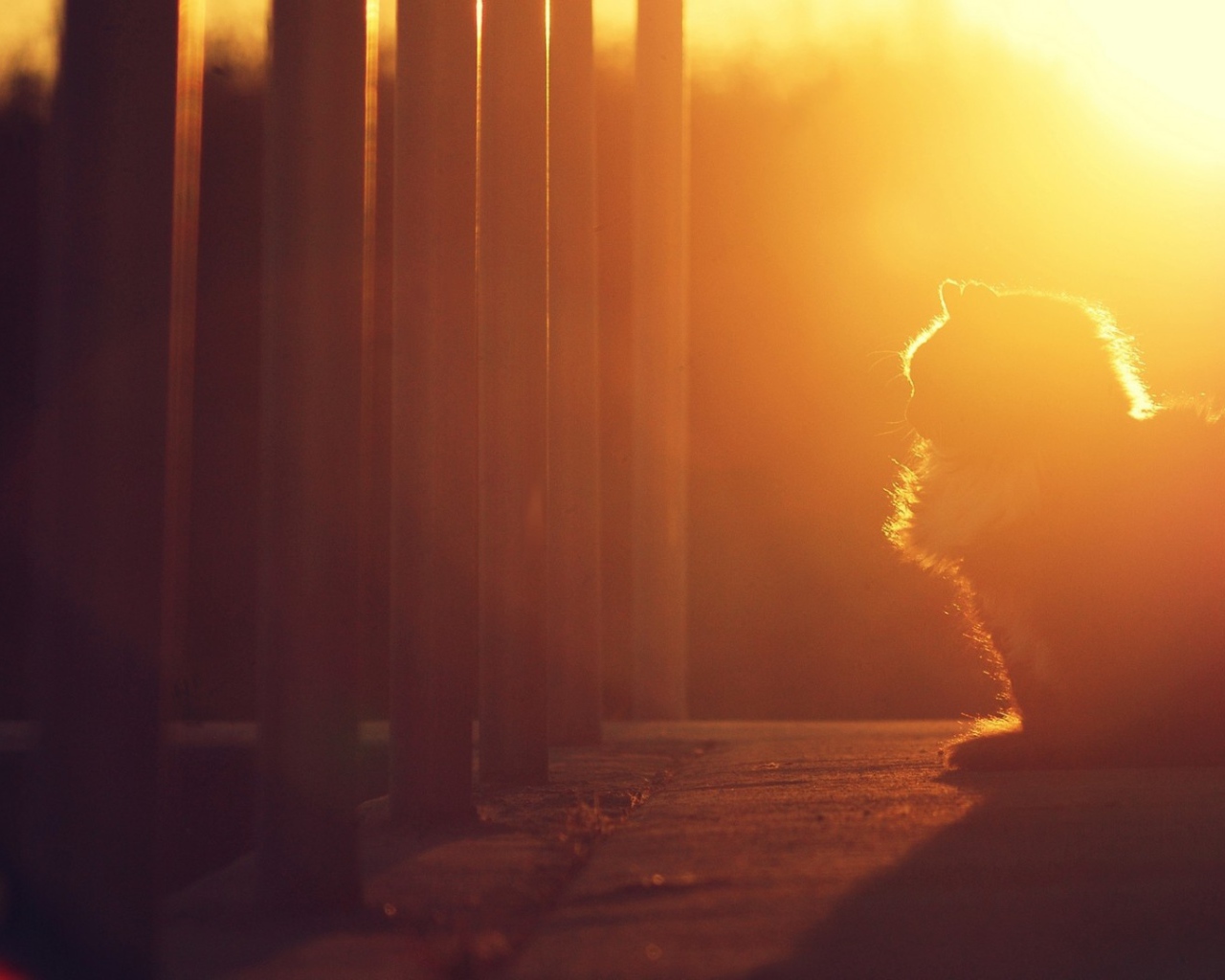 Кошка на закате