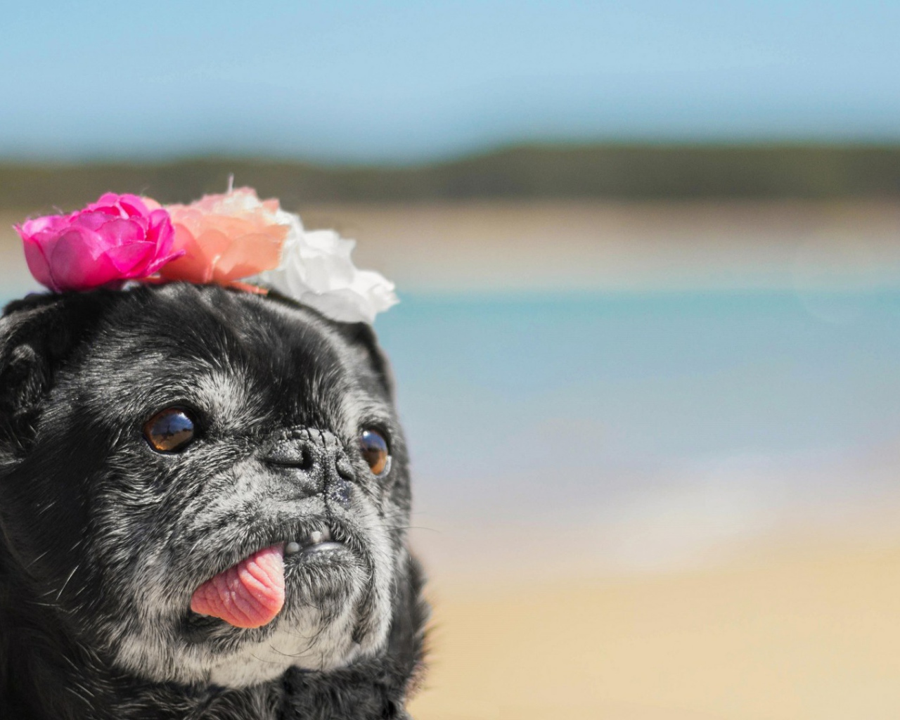 Корона из цветов у собаки