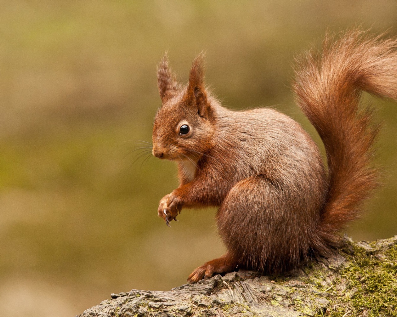 Любопытная белка