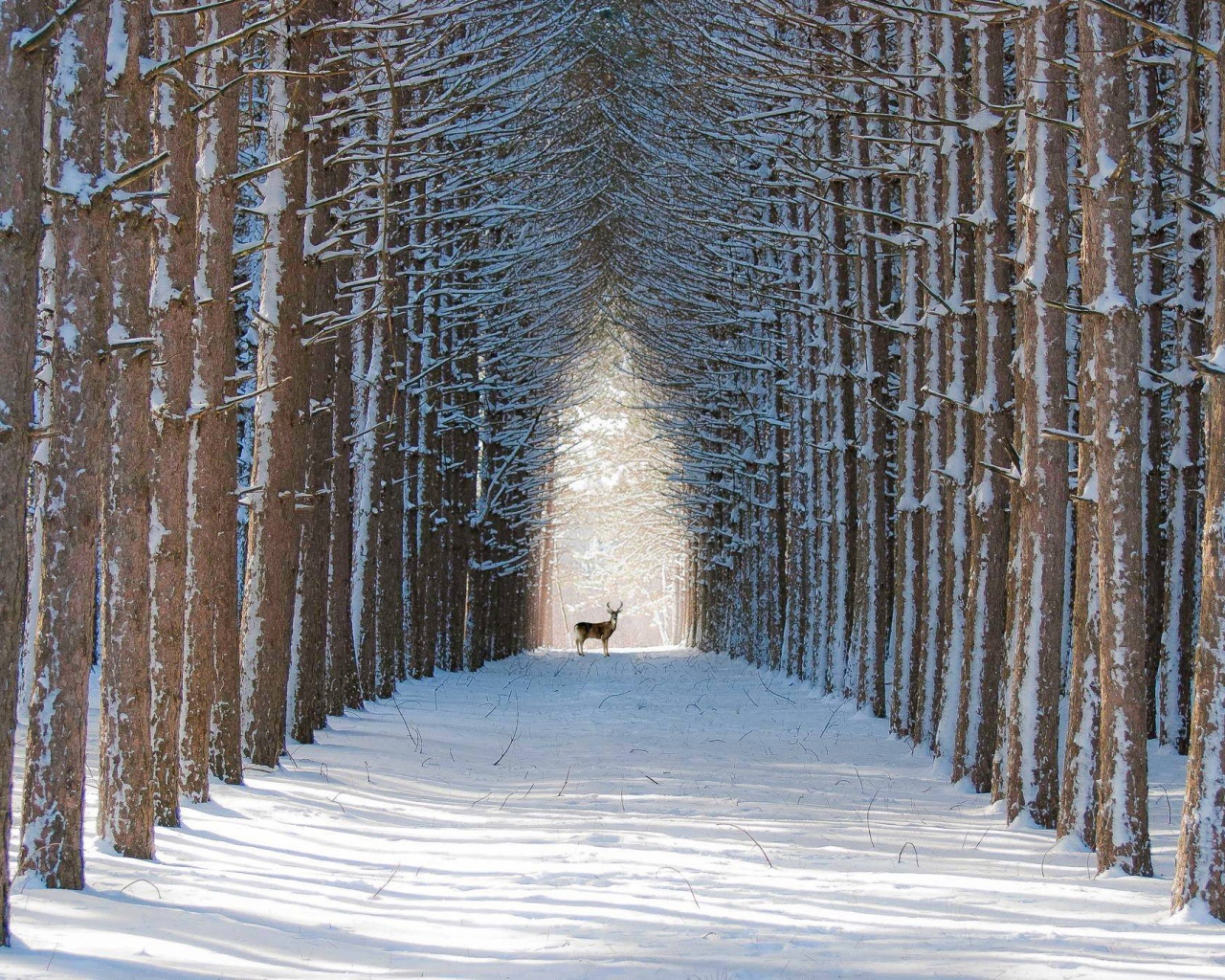 Олень в лесу