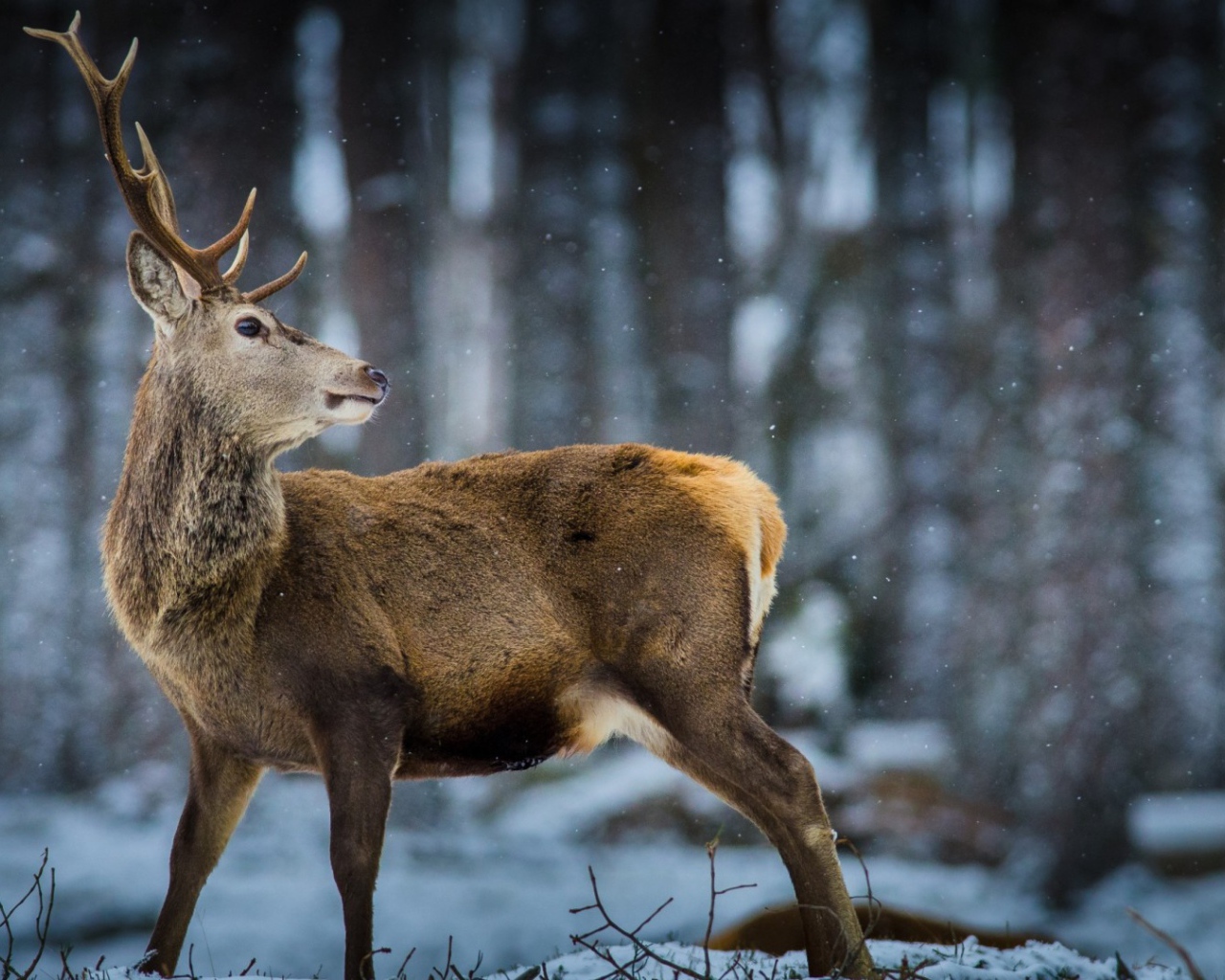 Oлень в зимнем лесу
