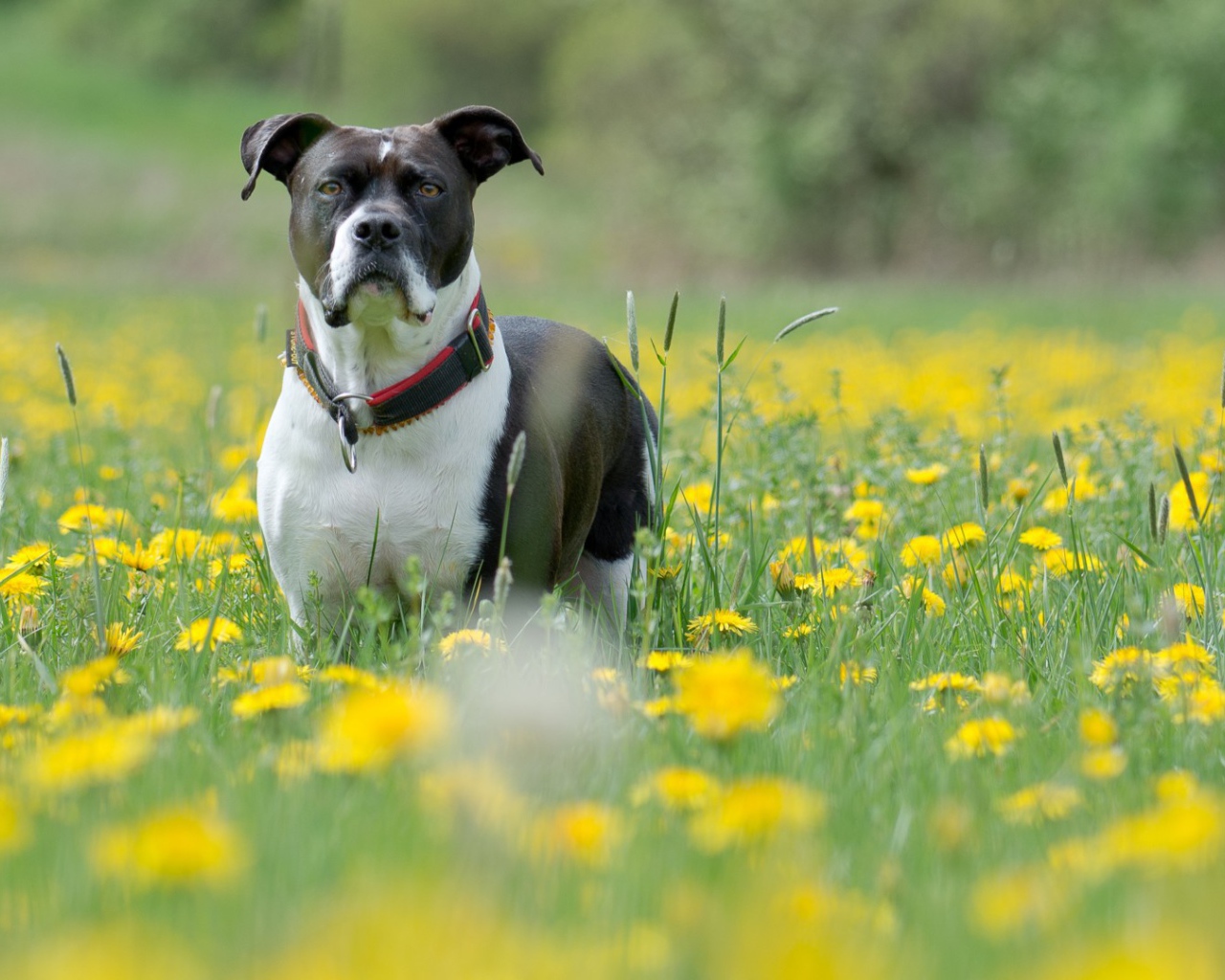 Dog and dandelions