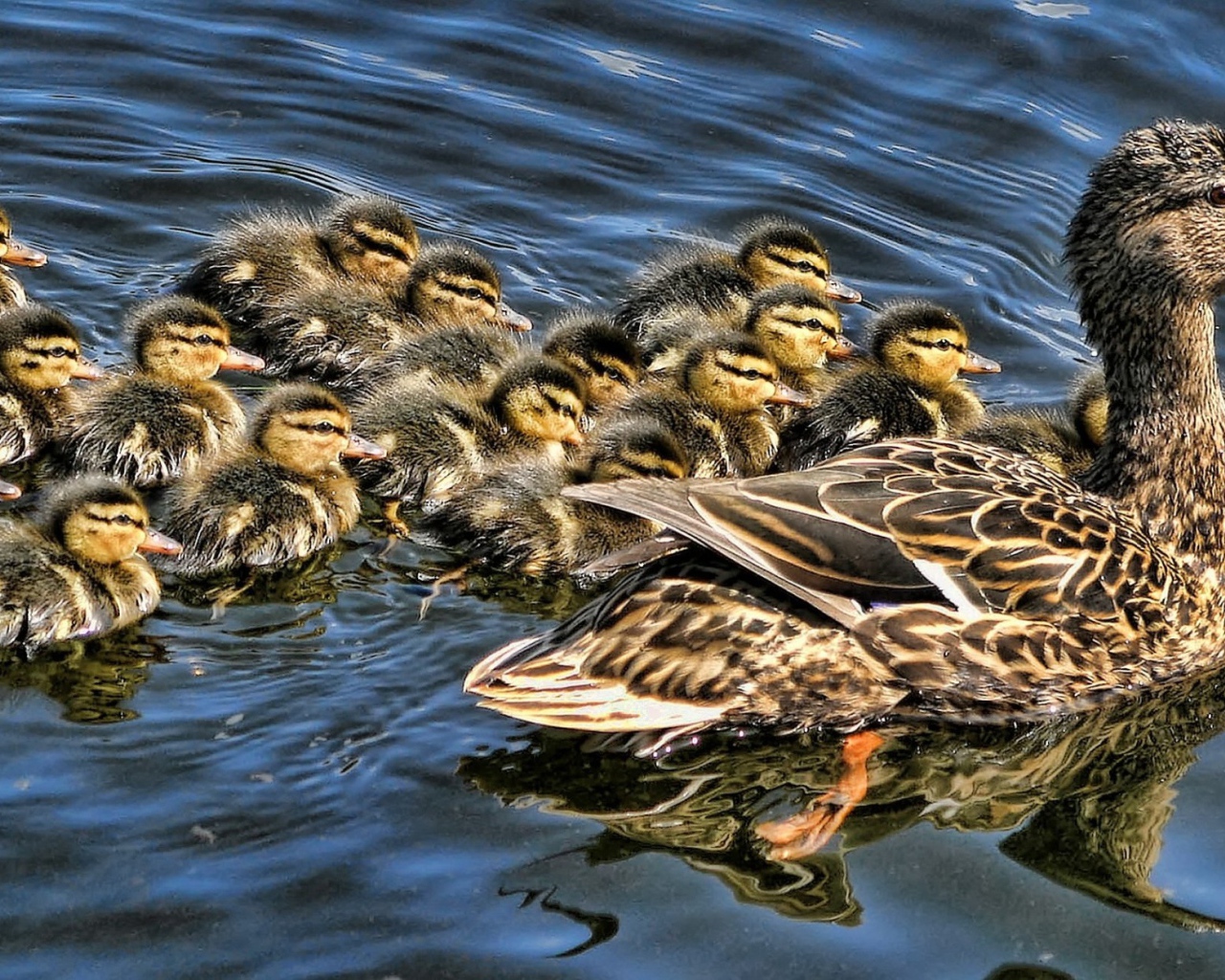 Утка с выводком