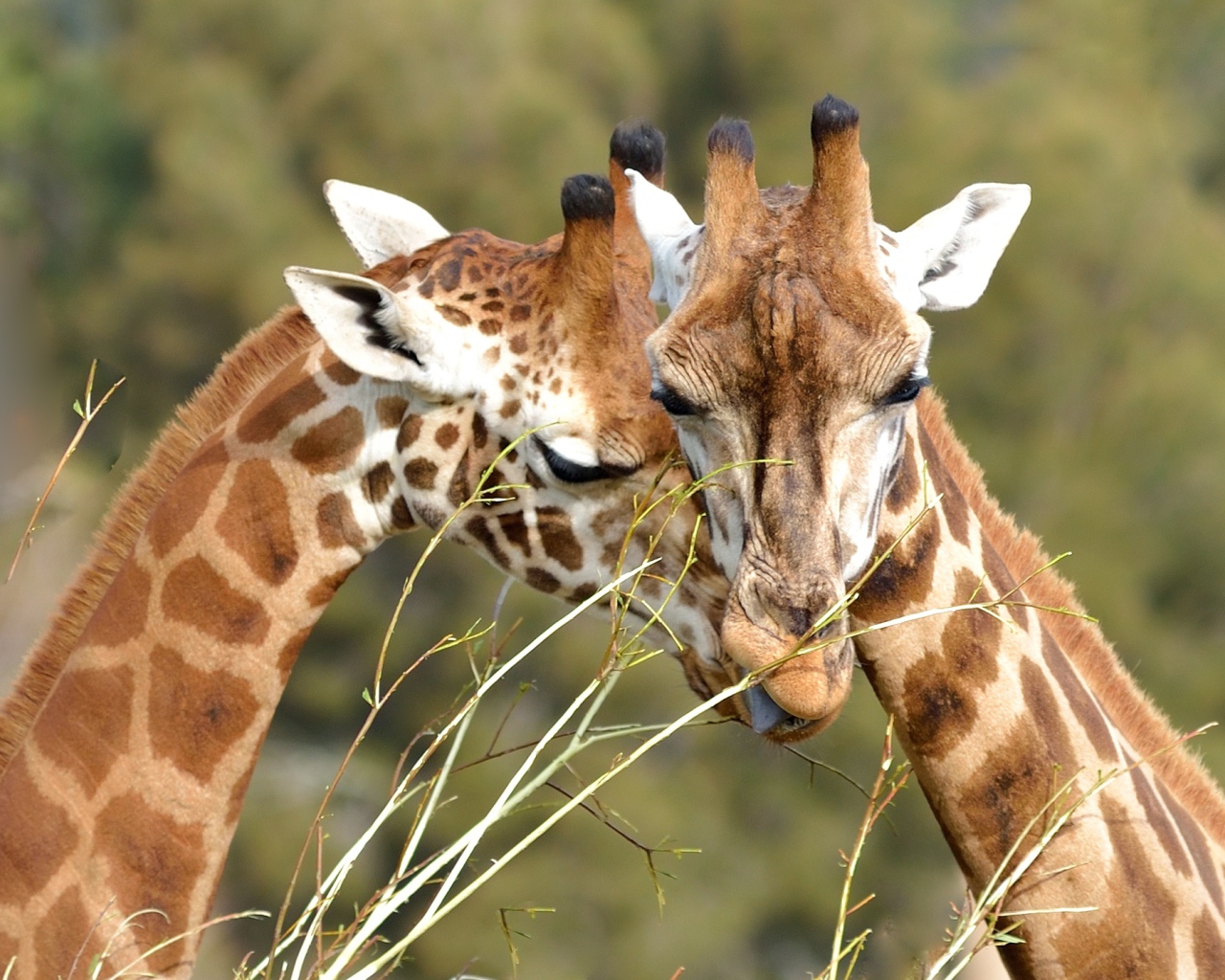 Мордочки пары жирафов