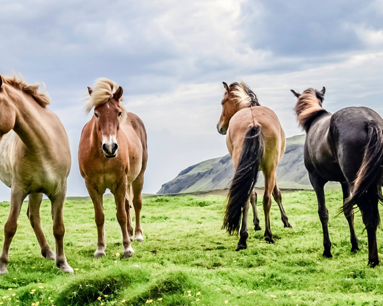 Четверка породистых лошадей