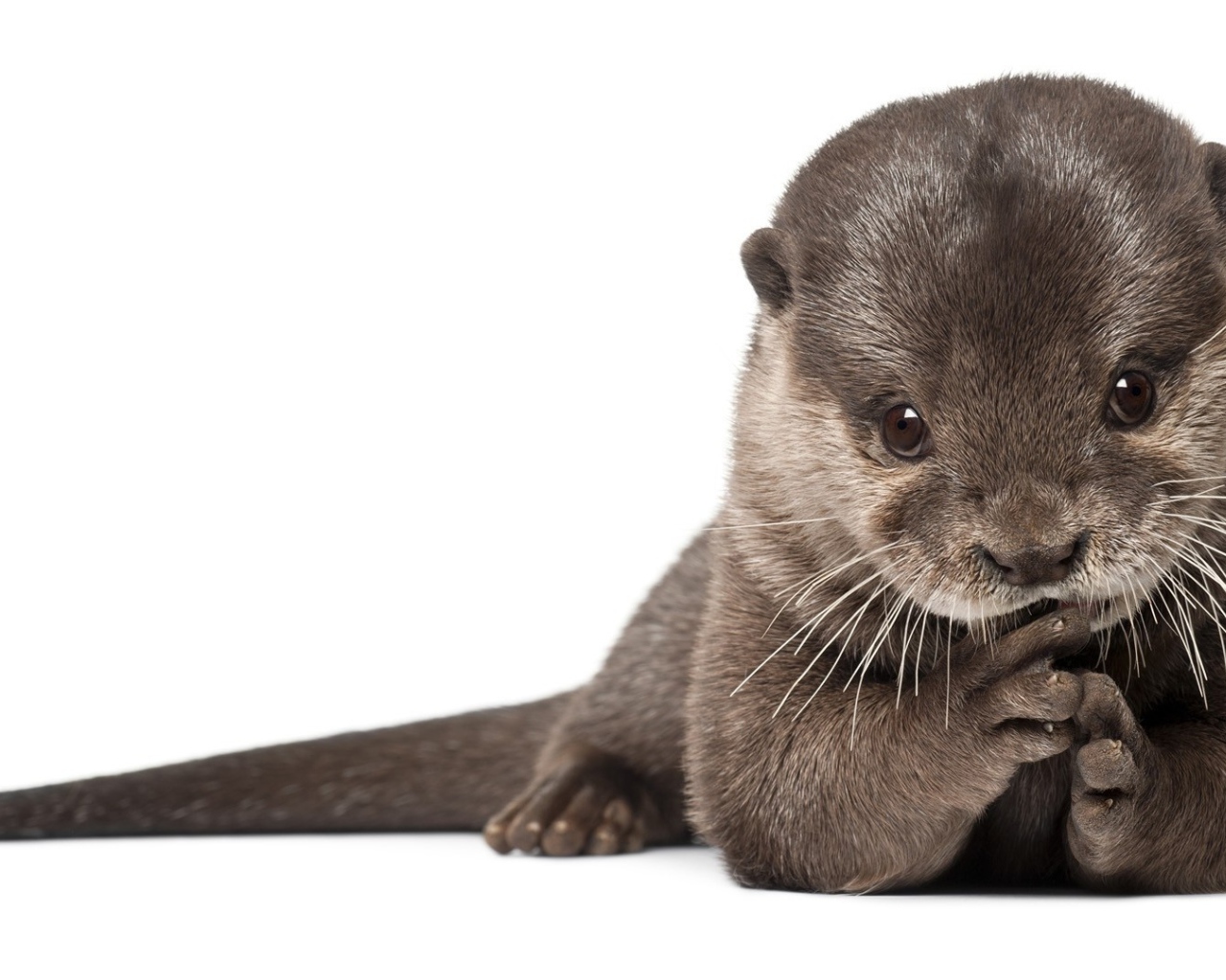 Забавный детеныш