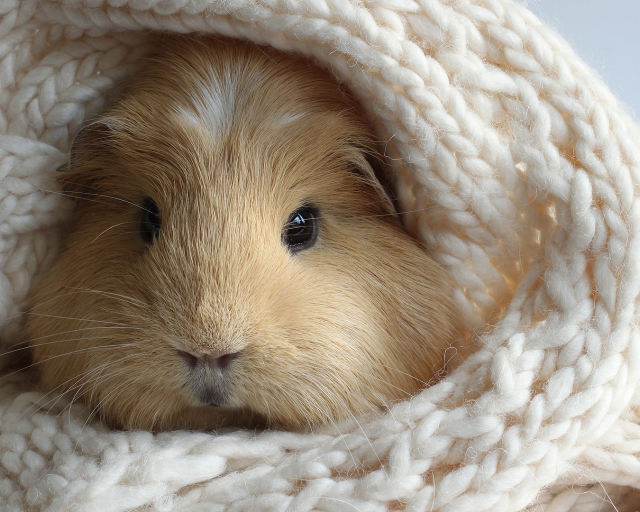 Забавный хомяк