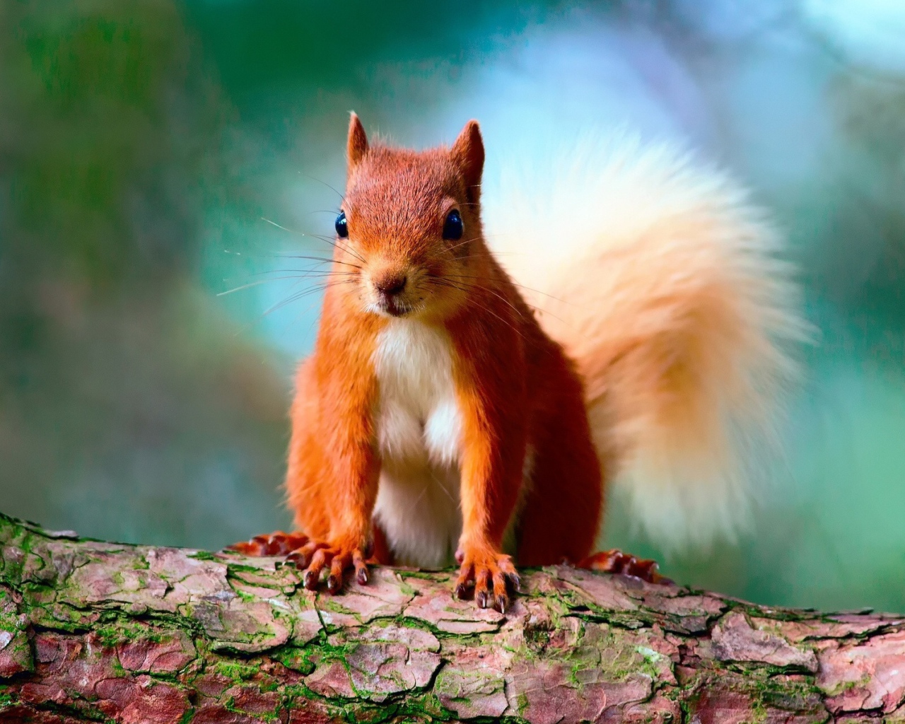 Забавная рыжая белка