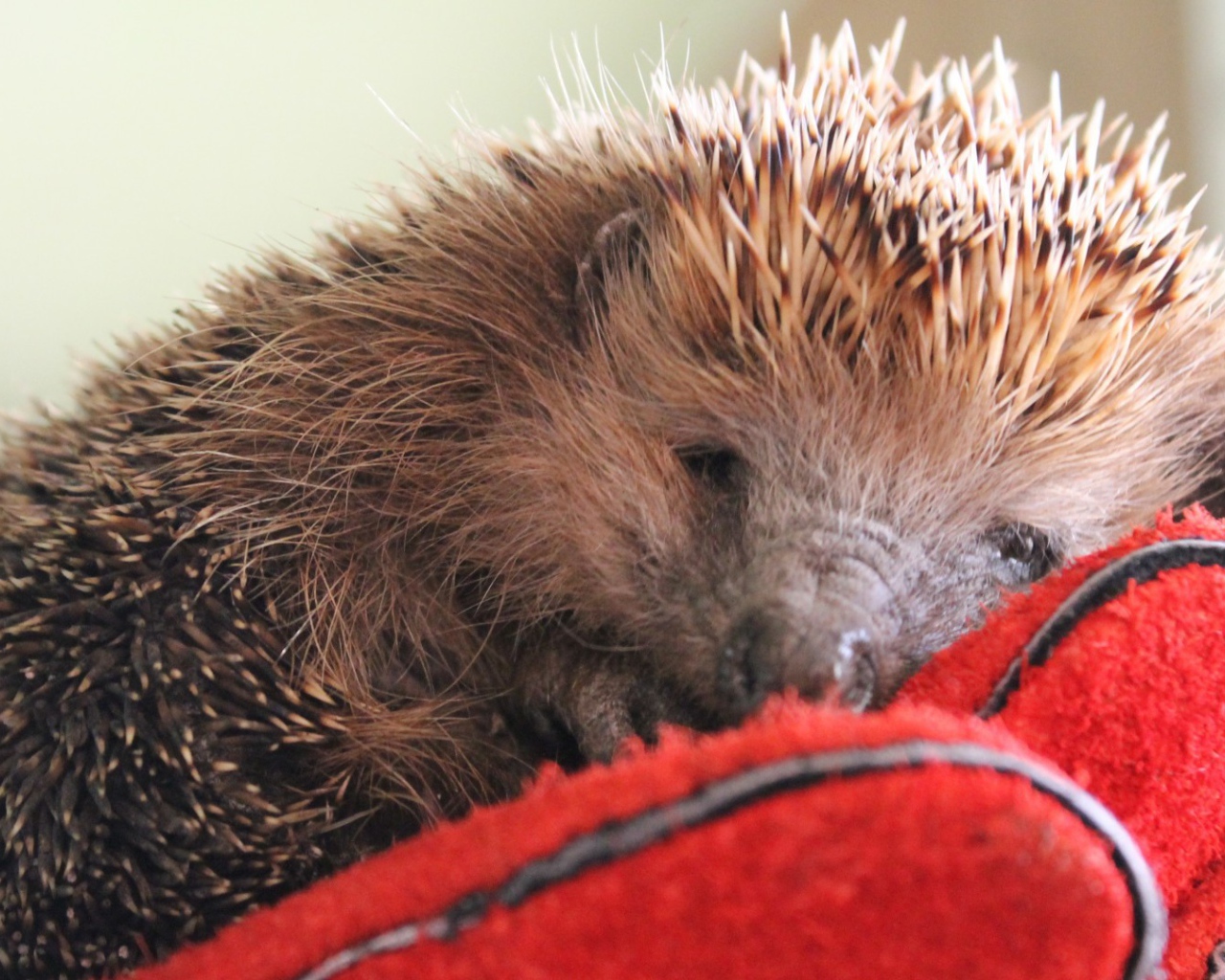 Нежный ёжик