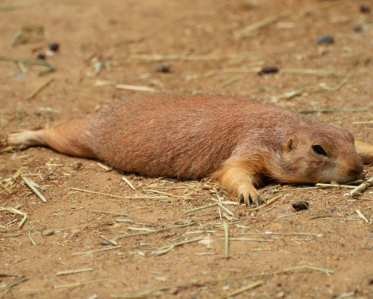 Cуслик отдыхающий
