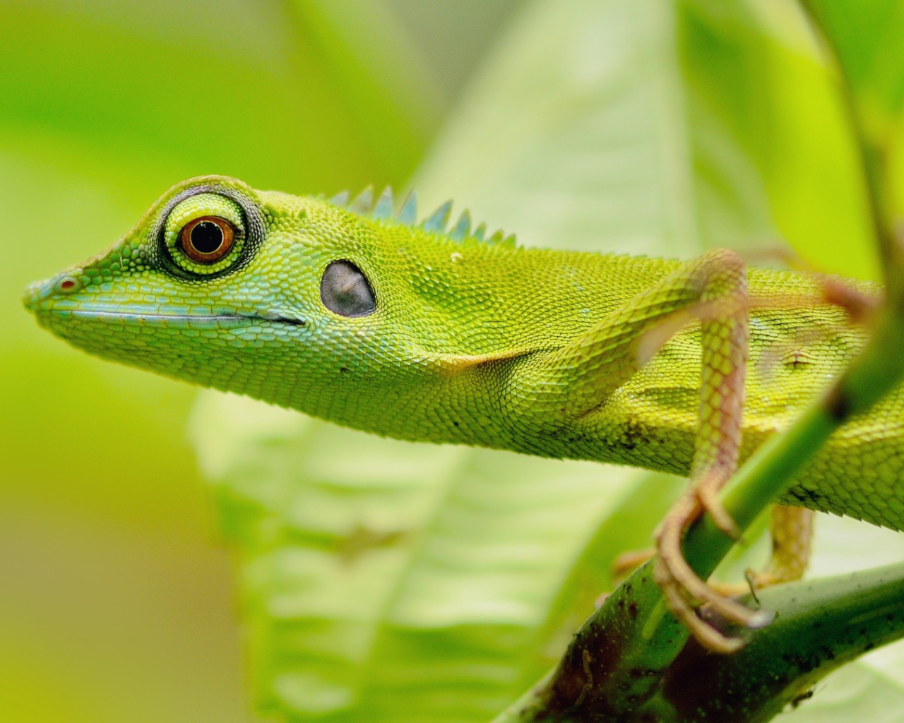 Зеленый зверь в джунглях