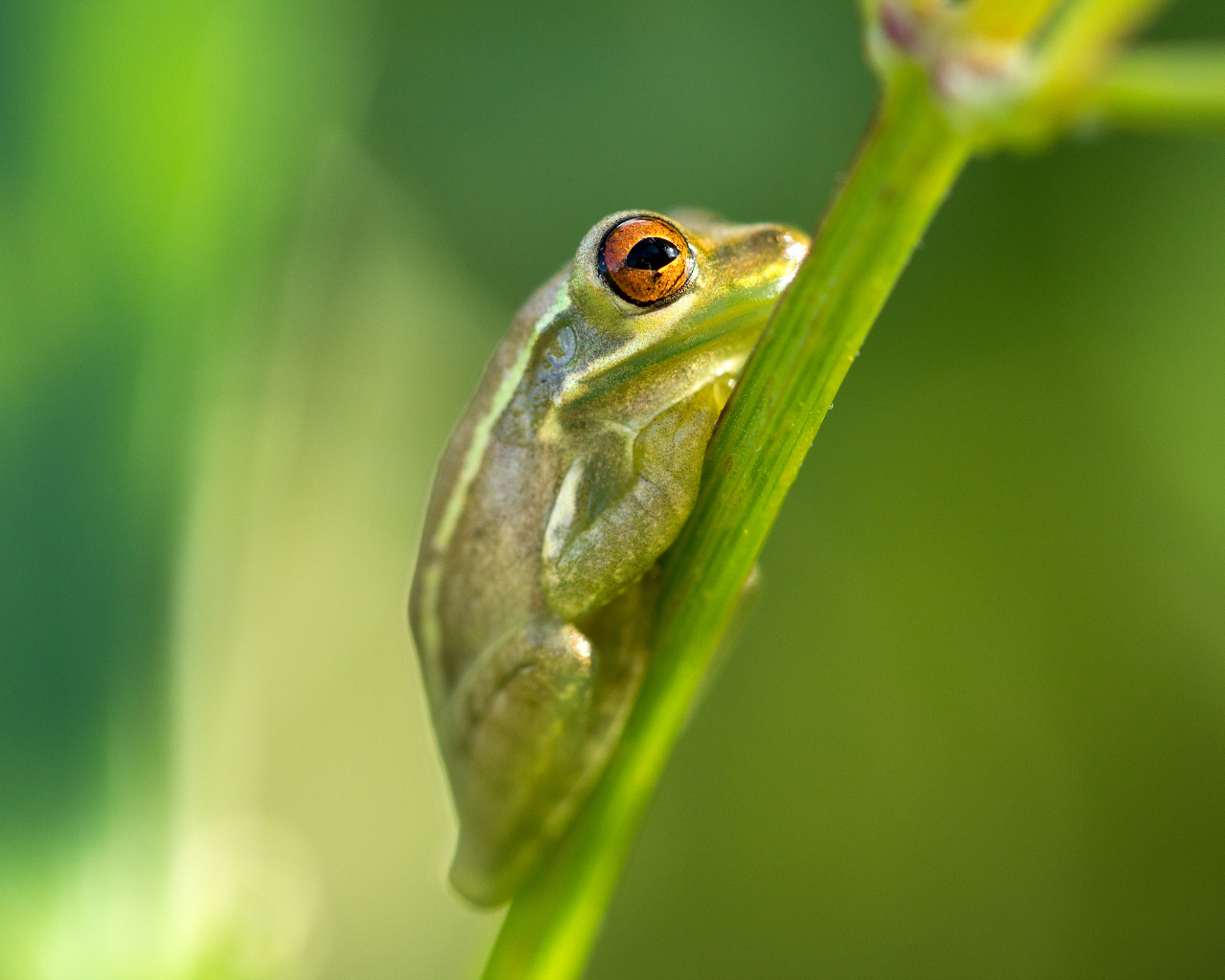Зелёная лягушка на стебле