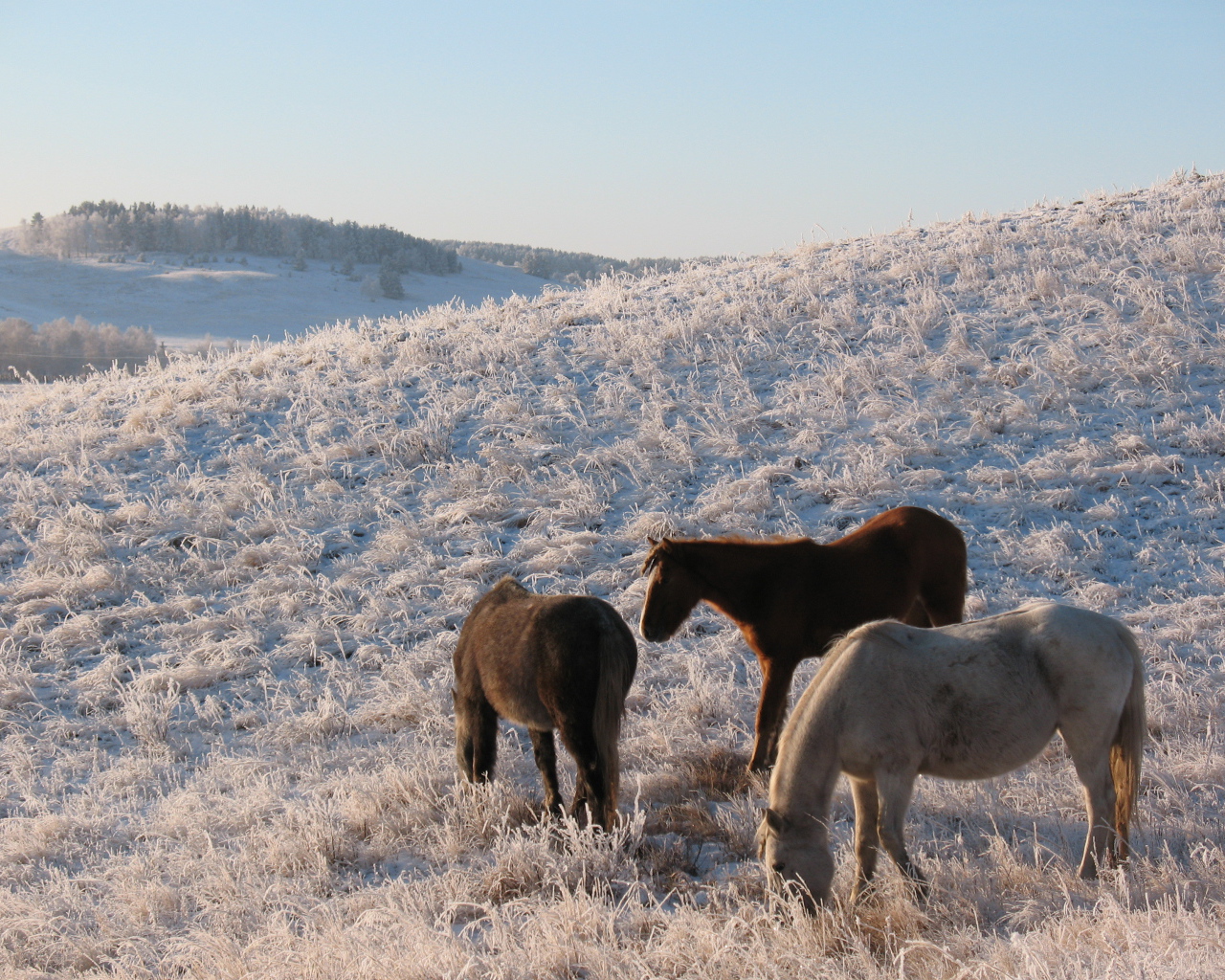 Лошади на зимнем поле