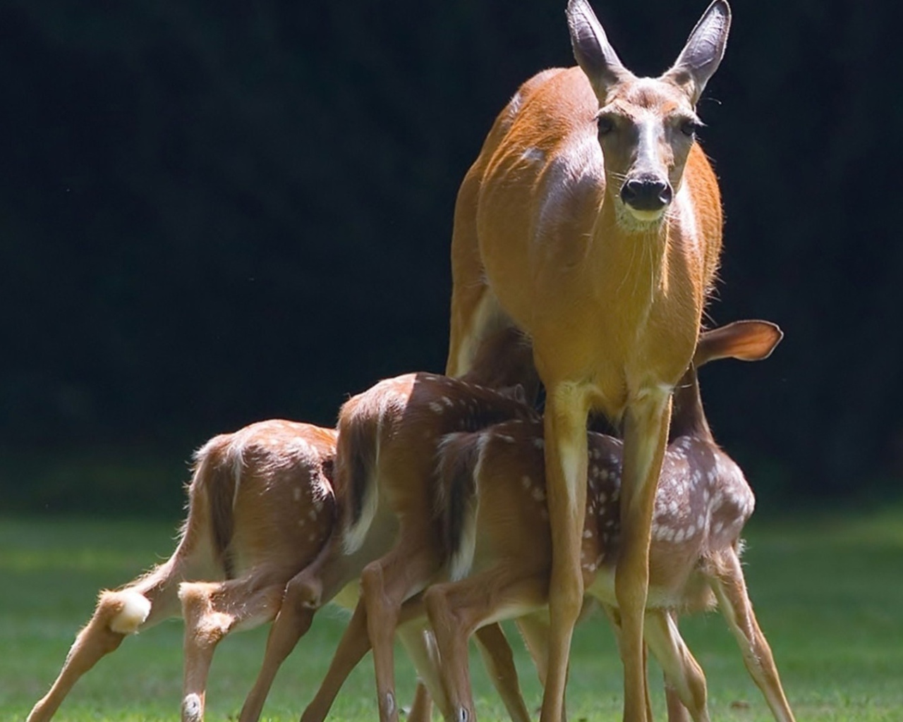 Mалыши косули с мамой