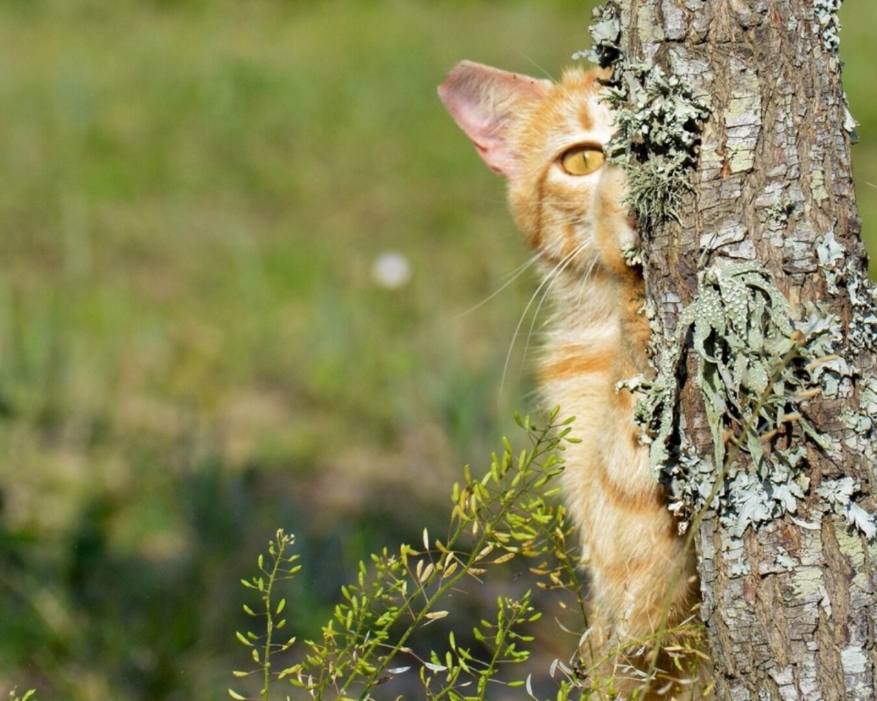 Котенок прячется за деревом