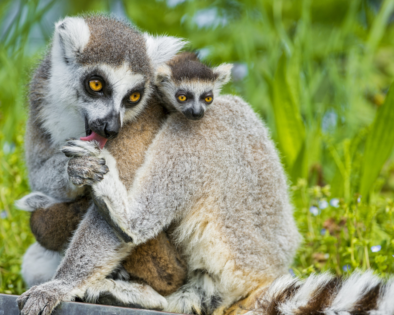 Лемур с детенышем