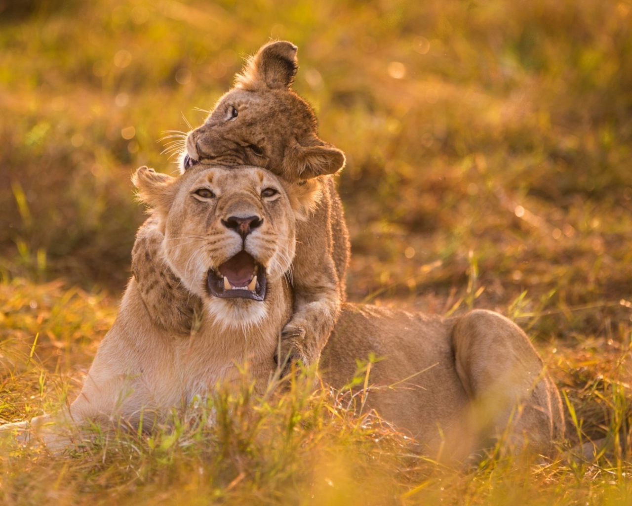 Львица и детёныш на травке