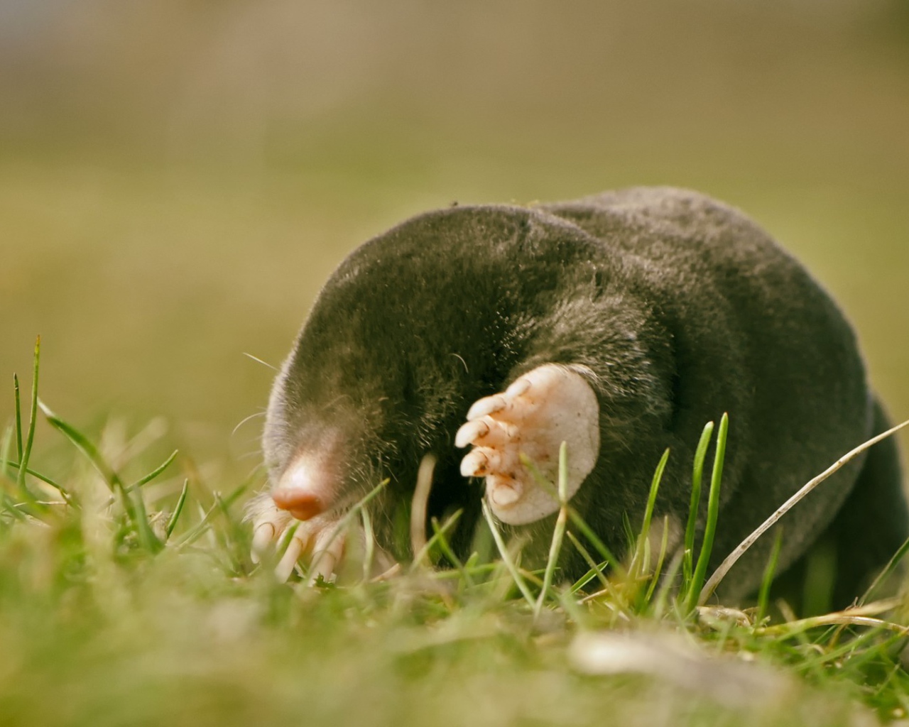 Kрот в лучах солнца