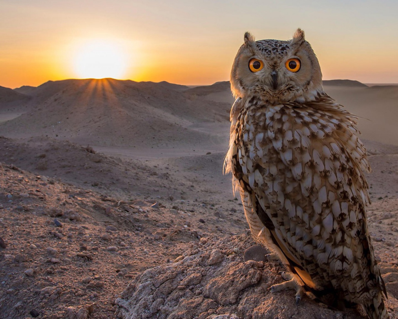 Филин в пустыне