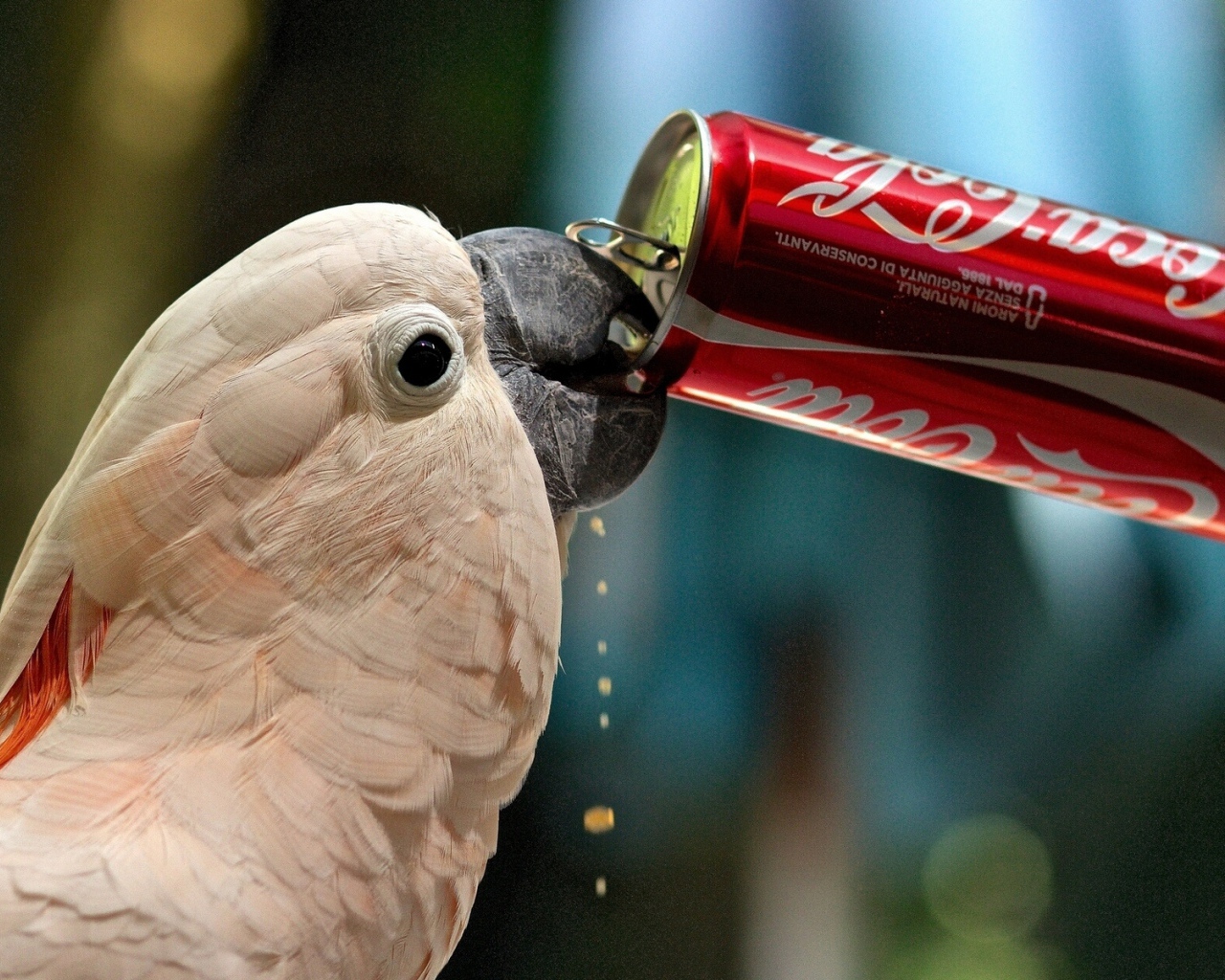 Попугай пьет газировку