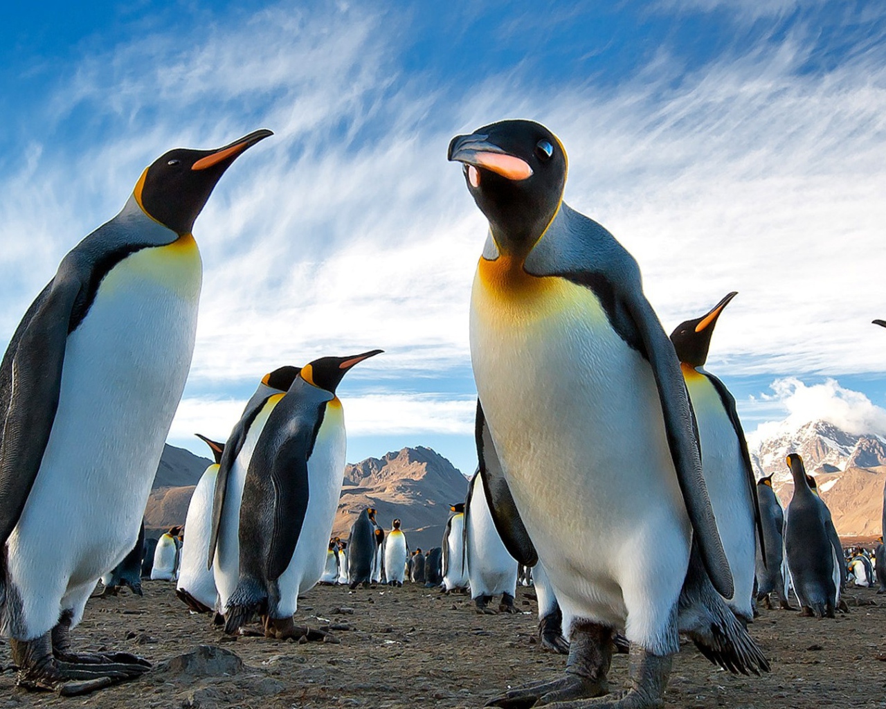 Пингвины в Арктике